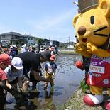 おいしくな～れ　地域ブランド米「宇都宮ブリッツェン米」児童、園児が田植…