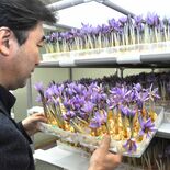 佐野・旧閑馬小跡地でサフラン出荷　紫色のかれんな花、雌しべから薬品成分