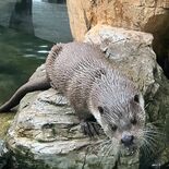 那須どうぶつ王国の「リヴ」、繁殖へ横浜に移送　ユーラシアカワウソの欧州…