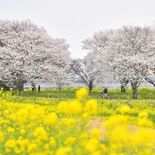 栃木県内桜便り2026　渡良瀬遊水地の桜（小山）　桜と菜の花が共演　花…