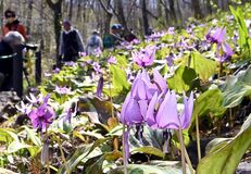 佐野でカタクリ見頃