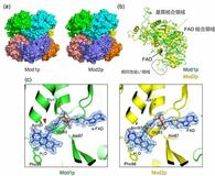 メタノールを効率よくエネルギー変換する酵素の立体構造を解明