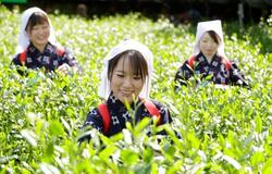 宇治に「新茶シーズン」到来