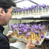 佐野・旧閑馬小跡地でサフラン出荷　紫色のかれんな花、雌しべから薬品成分