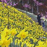 スイセン23種11万球、週明けにも見頃　鹿沼・市花木センター　ハナモモや桜との競演に期待