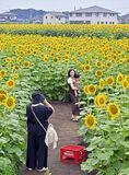 野木でヒマワリ見頃