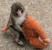 ぬいぐるみ母に子ザル成長、千葉