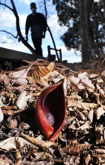 春の息吹、ザゼンソウが開花　大田原