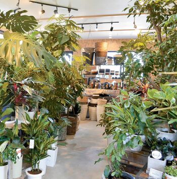 専門店に聞く観葉植物の楽しみ方癒やし〝プラント〟｜ASPO特集｜下野