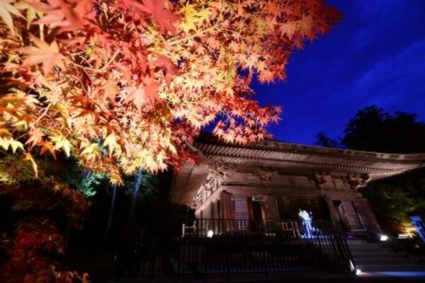 国宝「白水阿弥陀堂」の庭園で見頃を迎えた、紅葉のライトアップの試験点灯=13日午後、福島県いわき市