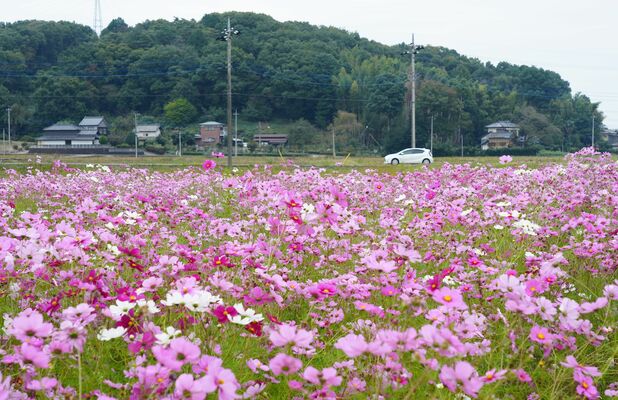 見頃を迎えたコスモス畑