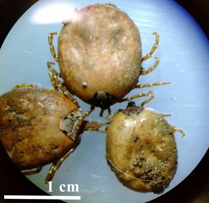 吸血後のタカサゴキララマダニ（島田医師提供）