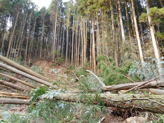 破損した送水管から流れ出た水のため崩落した山林と倒木＝５日午前、那須烏山市森田（芳賀台地土地改良区提供）