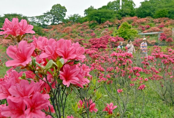 園内を鮮やかに彩るツツジ＝30日午後０時40分、矢板市中