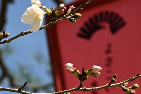 　３年続けて全国で最も早く開花した、高知城三の丸にある桜（ソメイヨシノ）の標本木＝３月16日