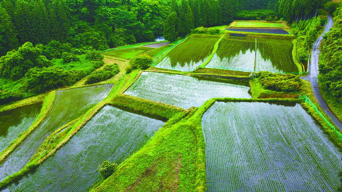 壮大な景色の棚田。耳をすませば水の流れる音が聞こえます(提供写真)