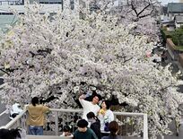 栃木県内桜便り2026　新川桜並木（宇都宮）　沿道で祭り、屋台が軒連ねる