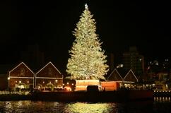 函館、巨大ツリーの点灯始まる