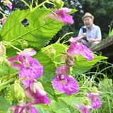 濡れて艶めく赤紫の花　野木でワタラセツリフネソウ見頃、湿地に彩り