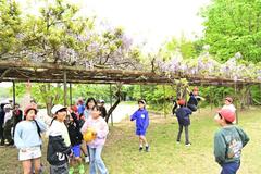 校庭に際立つ藤棚