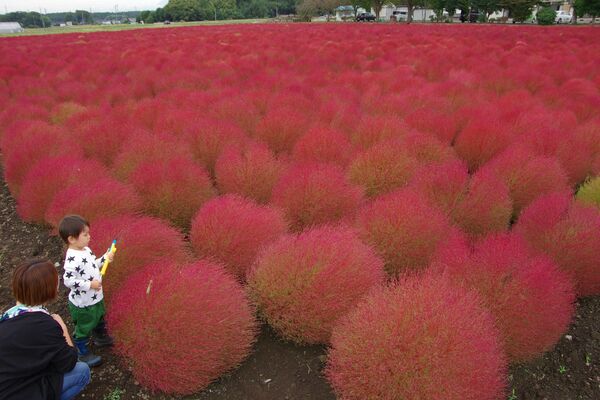 赤くなり見頃を迎えたコキア