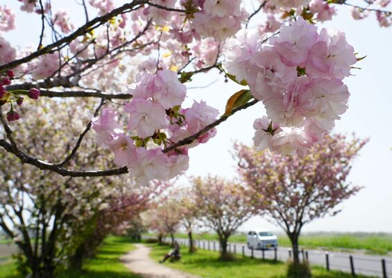 見頃を迎えた八重桜