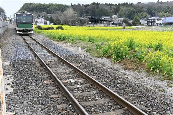 ＪＲ烏山線の沿線で見頃を迎えた菜の花
