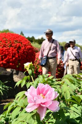 見頃を迎えたボタンやツツジを楽しむ来園者