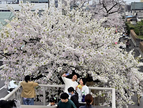 新川の桜並木（宇都宮市）