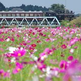 コスモス1000万本が見頃　ＳＬとの競演も　益子