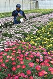 小山でマーガレット出荷準備進む