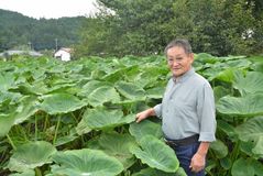 ＜122＞全国有数の本県サトイモ　家庭料理に欠かせぬ味覚　健康食材としても注目  
