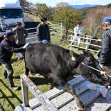 「帰りたくない」と抵抗も　鹿沼・前日光牧場で牛の収牧