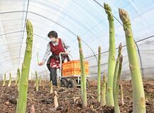 春芽甘く青々と　栃木でアスパラガスの収穫始まる【動画】