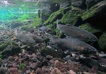 マスの遡上シーズン ヒメマスの姿見えず　奥日光