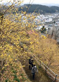 城跡斜面にロウバイ彩る　茂木