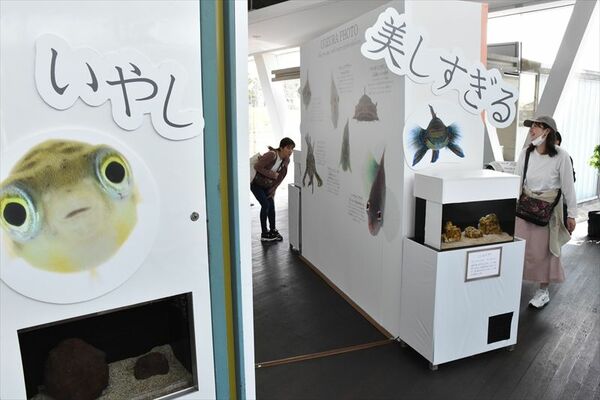 県なかがわ水遊園で催されている「うおづら展」