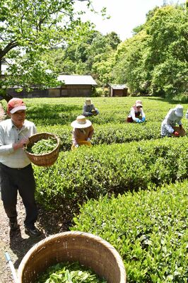 大田原市須賀川で始まった茶摘み