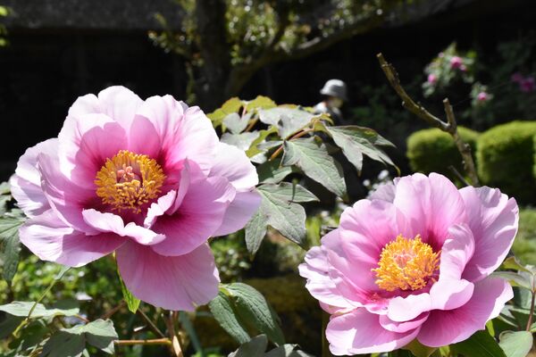 境内で花を付けるボタン