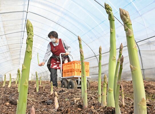 収穫時期を迎え、立派に成長したアスパラガス＝22日午前11時30分、栃木市宮田町