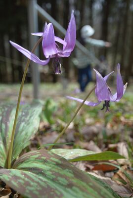 愛らしく咲いたカタクリの花
