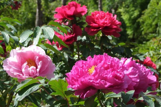那須塩原市塩原665 例年の見ごろ/5月上旬~中旬 見られる花/ボタン