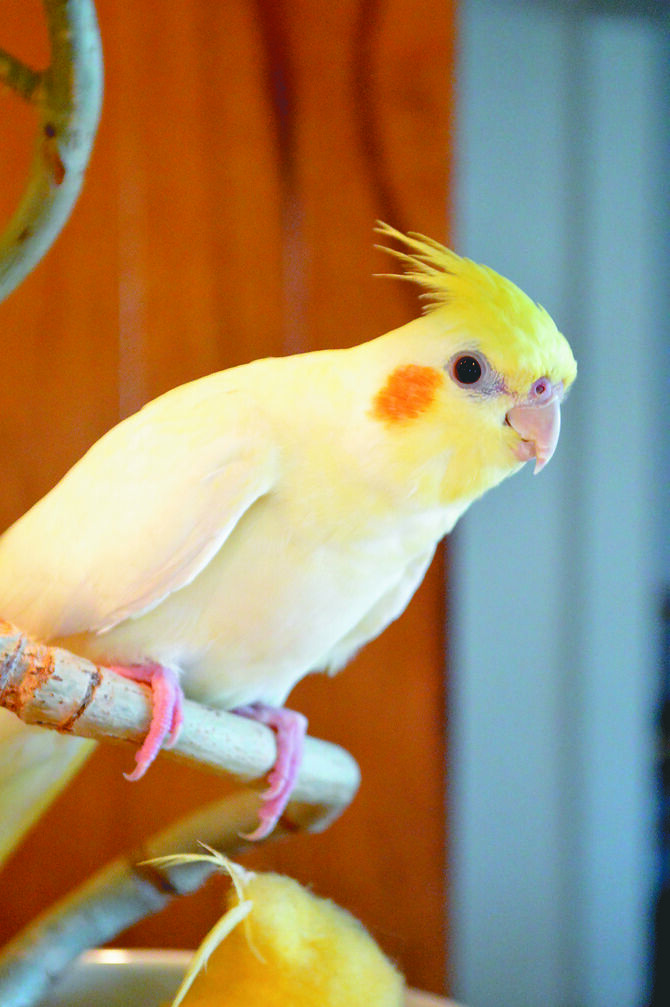 人気者のオカメインコ「ポコちゃん」。オーナーのことが大好き