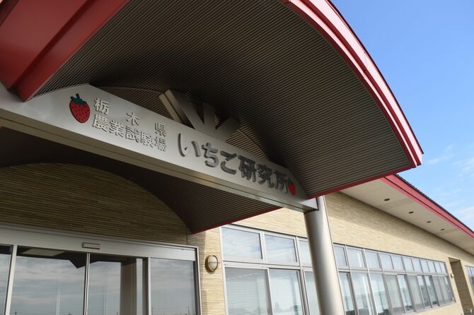 県農業試験場いちご研究所は、国内唯一のイチゴ研究機関。正面入り口にはイチゴのロゴマークがあり、屋根もイチゴカラーだ=11月18日午前、栃木市大塚町