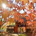 古刹を深紅に染め　足利・長林寺で紅葉見頃　ライトアップも