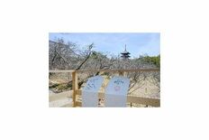 住友林業「桜のたすき」プロジェクトを発足