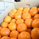 宇都宮、ミカン支出日本一なぜ？　“量より品質”の地域シェア