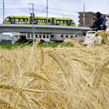 県内各地で“麦秋”　LRT、黄金色の景色の中を行く