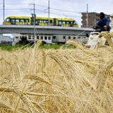 県内各地で“麦秋”　LRT、黄金色の景色の中を行く