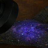 ブラックライトで卵駆除　クビアカツヤカミキリ　県農業試験場が発見